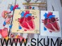 IMG_20210216_170120
